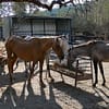 Andalusian Rescue Centre For Horses (ARCH)